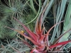 Tillandsia capitata Red form (aussi appelée T. capitata var. rubra) inflorescence