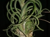 Tillandsia caput-medusae spécimen #1 (2010)