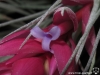 Tillandsia 'Cotton Candy' (T. stricta x T. recurvifolia) fleur