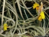 Tillandsia crocata spécimen #2 (à fleurs larges et jaune vif) inflorescence