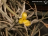 Tillandsia crocata spécimen #1 (à petites fleurs pâles) fleur