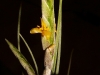 Tillandsia disticha inflorescence