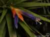 Tillandsia espinosae Ecuador form fleur