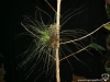 Tillandsia filifolia