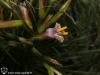 Tillandsia filifolia fleurs mauves