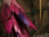 Tillandsia floribunda fleur