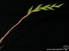 Tillandsia fresnilloensis inflorescence