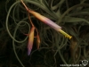 Tillandsia fuchsii forma gracilis fleur