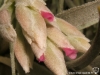 Tillandsia gardneri fleur
