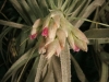 Tillandsia gardneri inflorescence