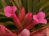 Tillandsia geminiflora fleur