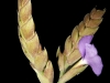 Tillandsia hamaleana inflorescence