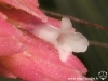 Tillandsia heteromorpha fleur