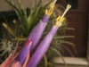 Tillandsia hondurensis fleur