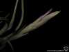 Tillandsia intermedia spécimen #1 inflorescence