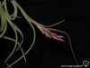 Tillandsia intermedia spécimen #2 inflorescence