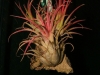 Tillandsia ionantha 'Fuego' spécimen #1