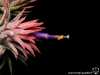 Tillandsia ionantha var. ionantha spécimen #3 fleur