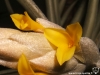 Tillandsia ixioides fleur