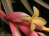 Tillandsia jucunda spécimen #1 fleur