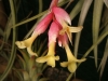 Tillandsia jucunda spécimen #1 inflorescence