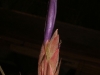 Tillandsia juncea inflorescence