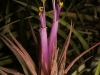 Tillandsia scaposa fleur