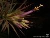 Tillandsia scaposa inflorescence