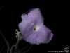Tillandsia grao-mogulensis fleur