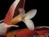 Tillandsia recurvifolia var. subsecundifolia spécimen #1 fleur