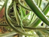 Tillandsia lepidosepala (bébé de 1 an)
