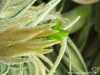 Tillandsia lepidosepala fleur
