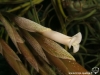 Tillandsia lorentziana fleur