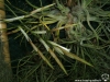 Tillandsia lorentziana inflorescence