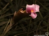 Tillandsia macbrideana fleur