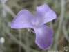 Tillandsia mallemontii fleur