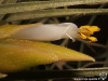 Tillandsia matudae fleur