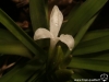 Tillandsia monadelpha fleur