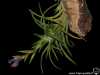 Tillandsia neglecta spécimen #4
