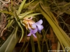 Tillandsia neglecta spécimen #1 fleur