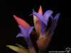 Tillandsia neglecta spécimen #4 fleur