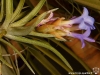 Tillandsia neglecta spécimen #1 inflorescence