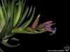 Tillandsia neglecta spécimen #3 inflorescence