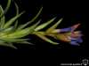 Tillandsia neglecta spécimen #4 inflorescence