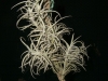 Tillandsia paleacea spécimen #2 (à petites feuilles, parfois appelé minor)