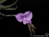 Tillandsia paleacea ssp. apurimacensis fleur