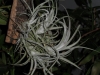 Tillandsia paucifolia spécimen #3