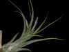 Tillandsia paucifolia spécimen #2