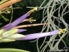 Tillandsia paucifolia spécimen #1 fleur