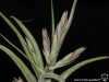 Tillandsia paucifolia spécimen #2 inflorescence